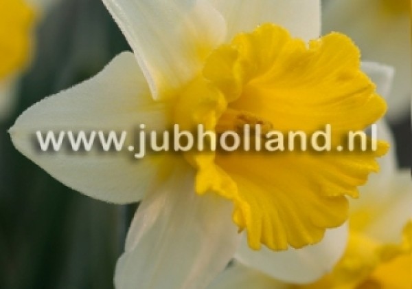 Narcissus, trompešu Goblet 12/14