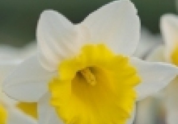Narcissus, trompešu Las Vegas 12/14