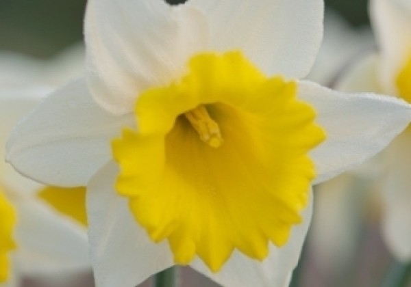 Narcissus, trompešu Las Vegas 14/16