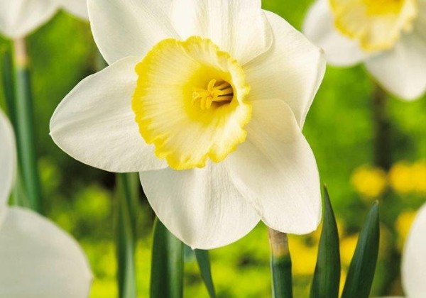 Narcissus, lielziedu Frosty Snow 12/14