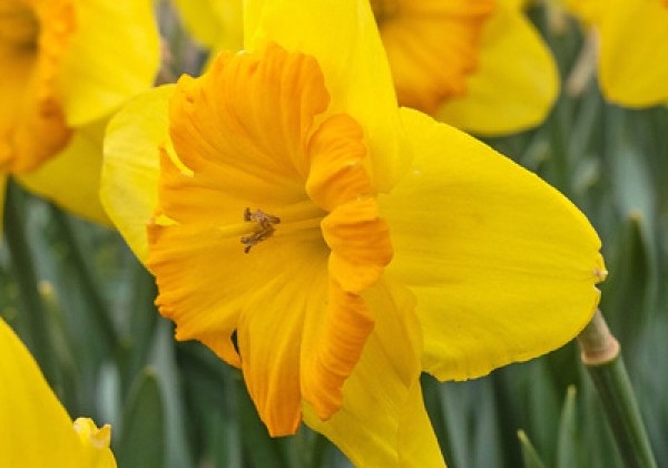 Narcissus, lielziedu Pride of Lions  12/14