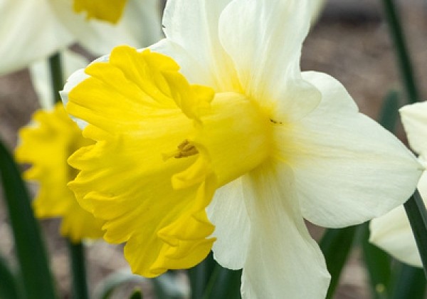 Narcissus, lielziedu Victoria  12/14