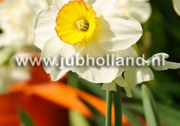 Narcissus, sīkziedu Barrett Browning 14/16