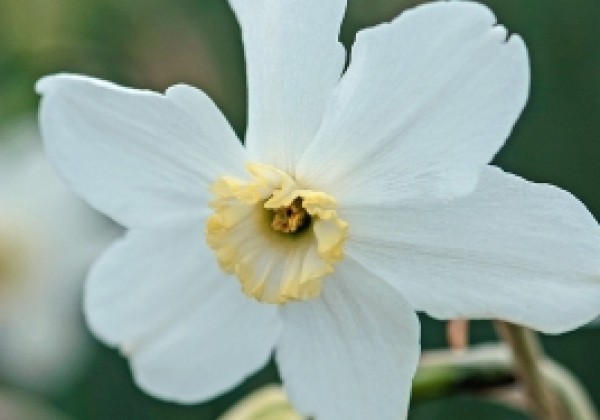 Narcissus, sīkziedu Polar Ice 12/14