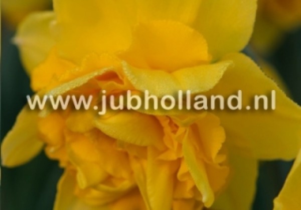 Narcissus, pildītiem z. Dick Wilden 12/14