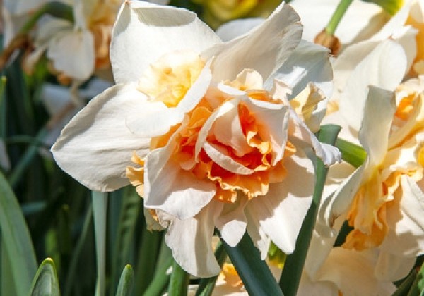 Narcissus, pildītiem z. Replete  12/14