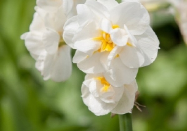Narcissus, daudzziedu Bridal Crown 12/14