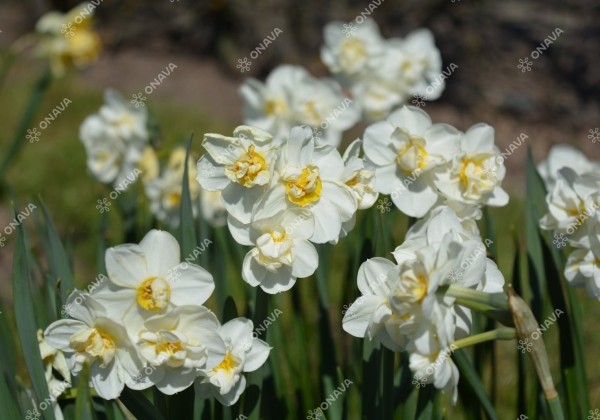 Narcissus, daudzziedu Cheerfulness 12/14
