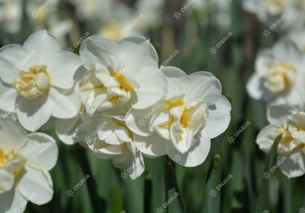 Narcissus, daudzziedu Cheerfulness 12/14