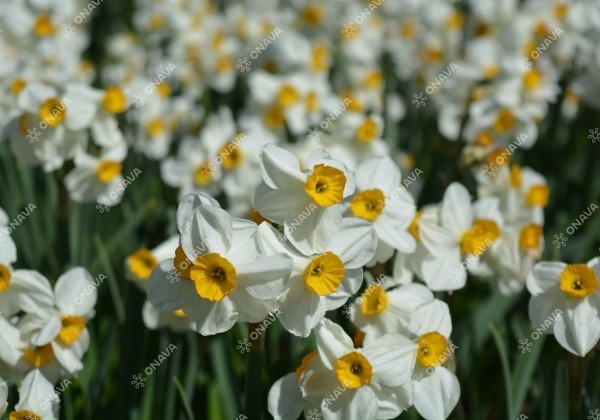 Narcissus, daudzziedu Geranium 12/14
