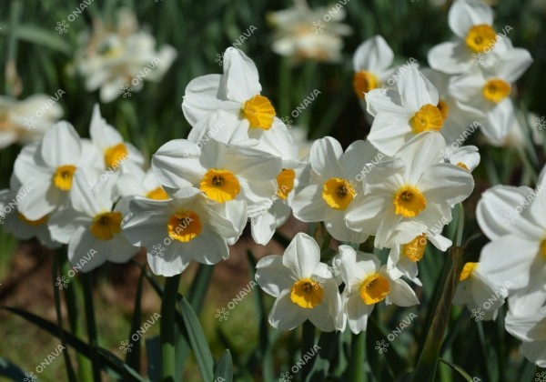 Narcissus, daudzziedu Geranium 12/14