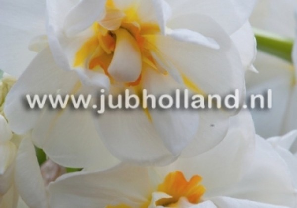 Narcissus, daudzziedu Sir Winston Churchill 12/14