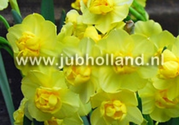 Narcissus, daudzziedu Yellow Cheerfulness 12/14