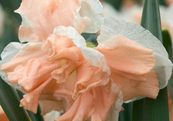 Narcissus, šķeltziedu Apricot Whirl  12/14