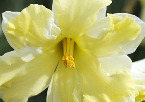 Narcissus, šķeltziedu Belcanto 12/14