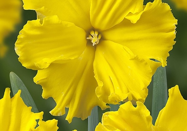Narcissus, šķeltziedu Gold Disc 12/14