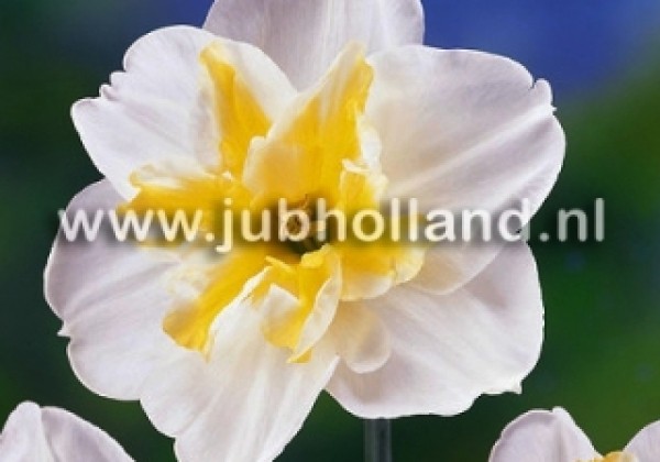 Narcissus, šķeltziedu Lemon Beauty 12/14