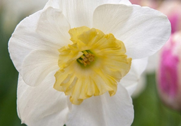 Narcissus, šķeltziedu Papillon Blanc 12/14