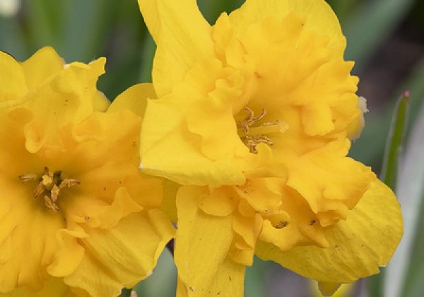 Narcissus, šķeltziedu Yellow Parrot 12/14