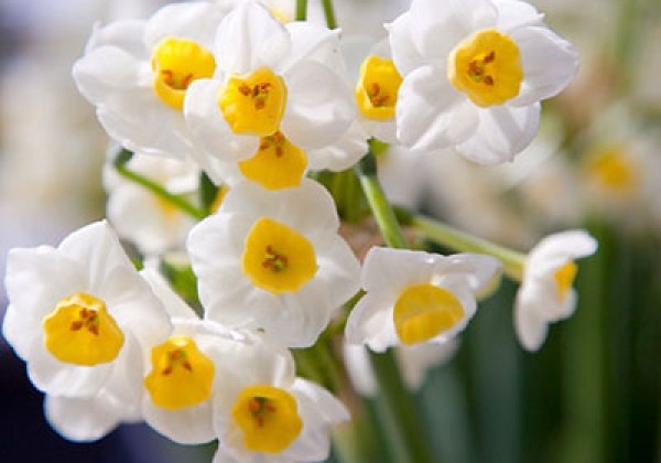 Narcissus, daudzziedu Avalanche 13/15