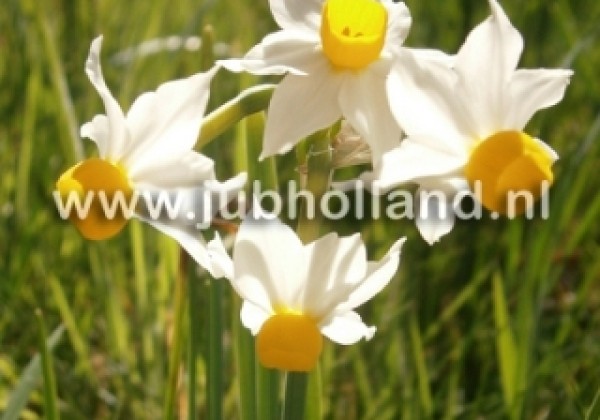 Narcissus canaliculatus 12/14