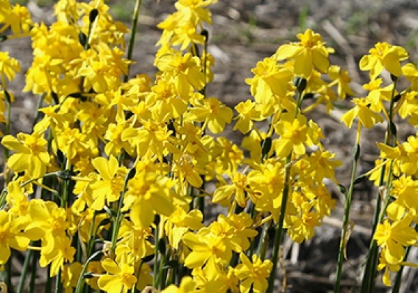 Narcissus, botāniskā Cordubensis 6/+