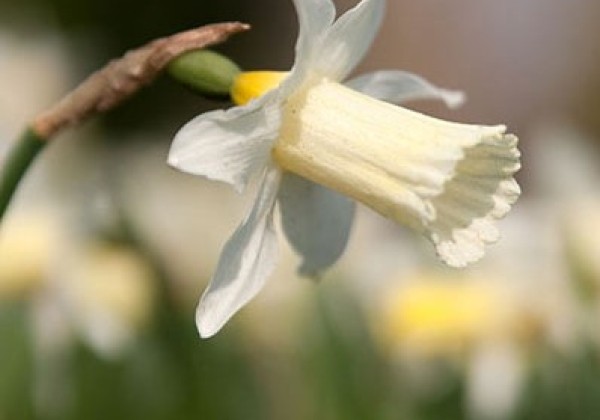 Narcissus, botāniskā Elka 8/+