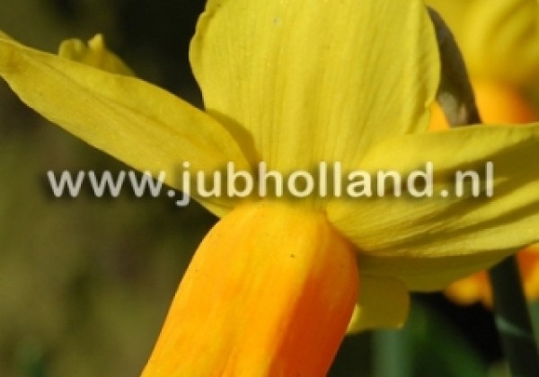 Narcissus, botāniskā Jetfire 14/+
