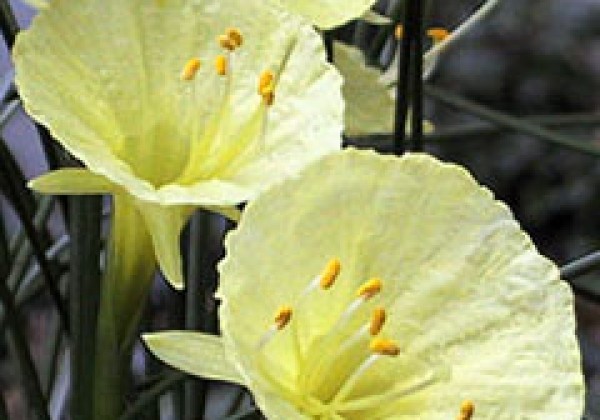 Narcissus, botāniskā Julia Jane 5/+