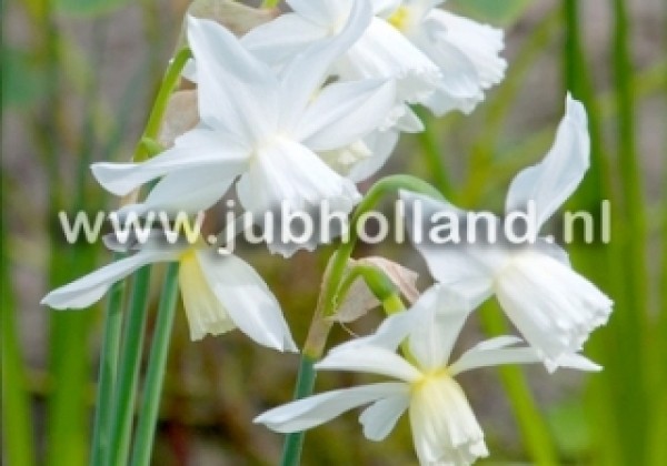 Narcissus triandrus Thalia 12/14