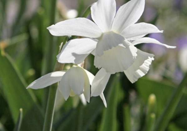 Narcissus triandrus Thalia 12/14