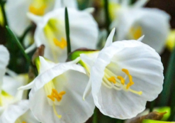 Narcissus, botāniskā White Petticoat 6/8