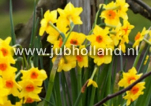Narcissus, daudzziedu Grand Soleil d'Or 15/17