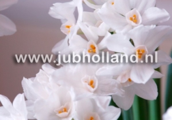 Narcissus, daudzziedu Paperwhite 15/16