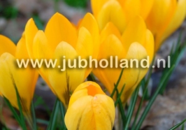 Crocus vernus Golden Yellow 8/9