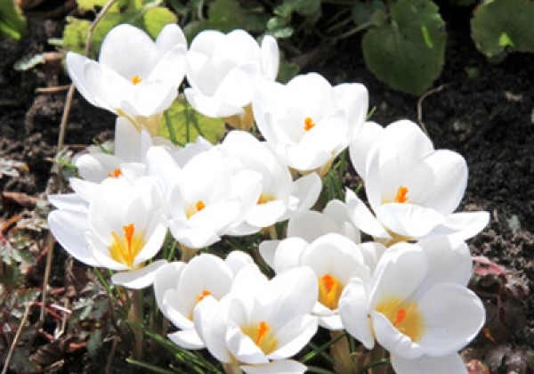 Crocus chrysanthus Ard Schenk 5/+