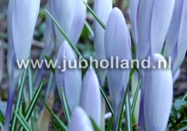 Crocus chrysanthus Blue Pearl 5/+