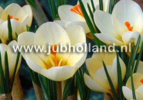 Crocus chrysanthus Cream Beauty 5/+