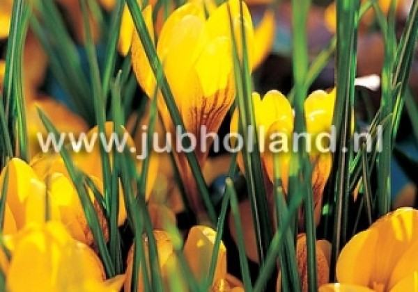 Crocus chrysanthus Fuscotinctus 5/+