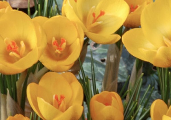 Crocus chrysanthus Goldilocks 5/+