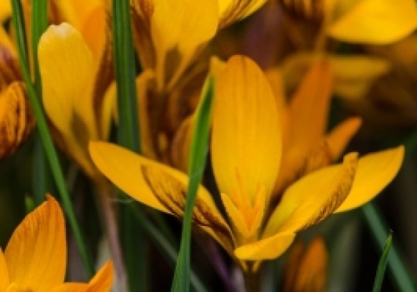 Crocus chrysanthus Orange Monarch 5/+