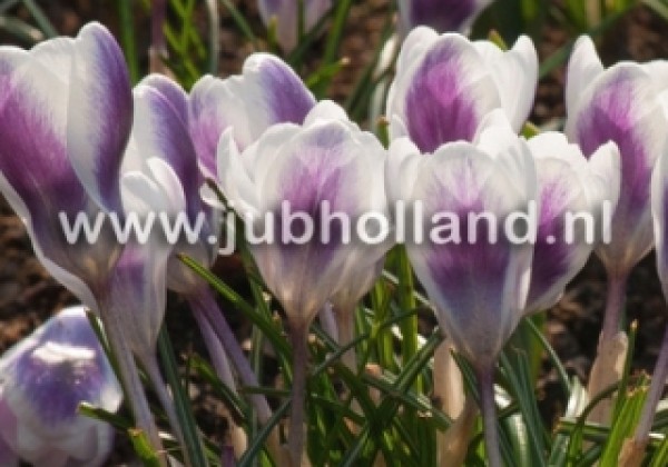 Crocus chrysanthus Prins Claus 5/+