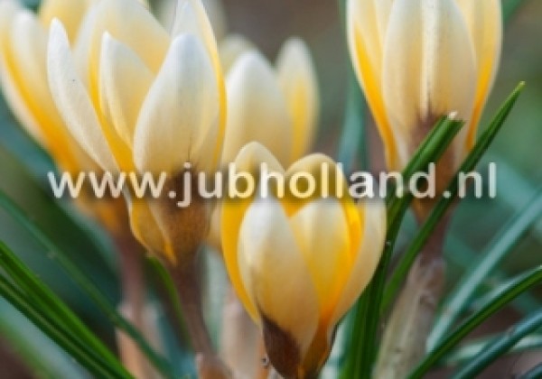 Crocus chrysanthus Romance 5/+