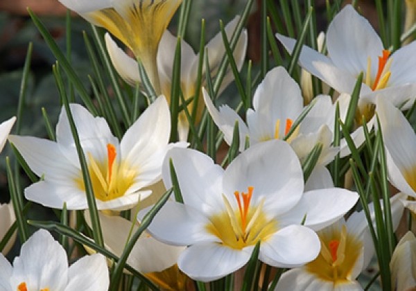 Crocus chrysanthus Snowbunting 5/+