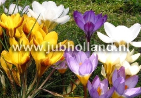 Crocus botanical Species Mix 5/+