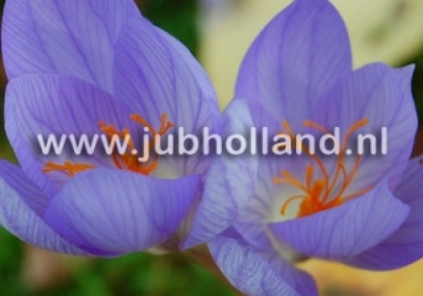 Crocus sativus 8/9