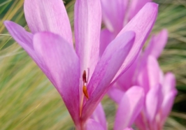 Colchicum autumnale 13/+