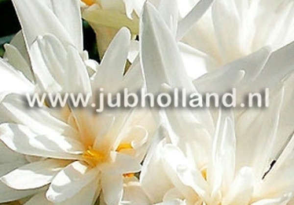 Colchicum autumnale Alboplenum 13/+