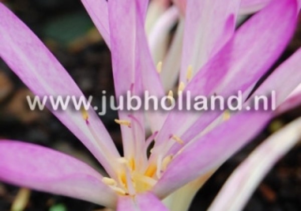 Colchicum cilicicum 20/+