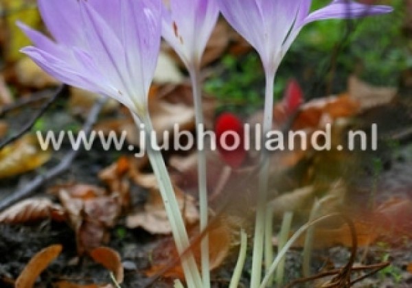 Colchicum Giant 20/22